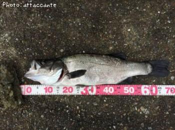 �ҥ饹����