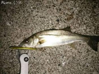 �����Х��ȥ�������