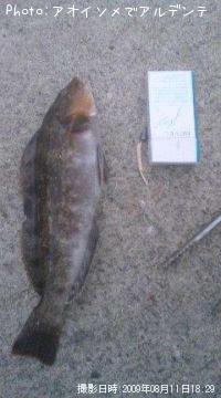 �����ʥ�