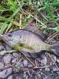 �֥롼����