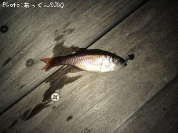 �ͥ�֥ĥ���