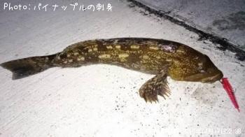 �����ʥ�