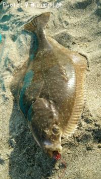 �������쥤