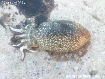 ����䥱����