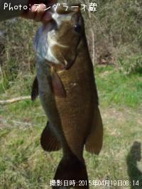 ���⡼��ޥ����Х�