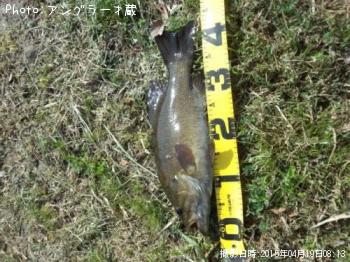 ���⡼��ޥ����Х�