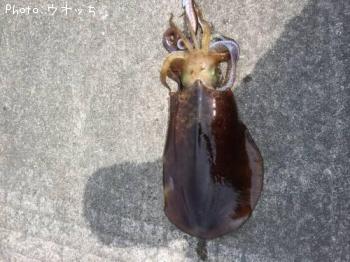 �����ꥤ��