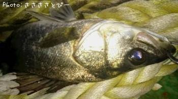 �����Х�����Х�