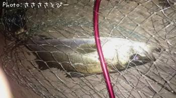 �����Х�����Х�