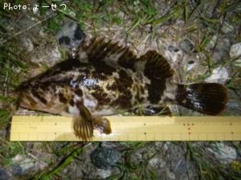 ¥¿¥±¥Î¥³¥á¥Ð¥ë