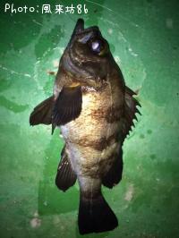 ��Х�������Х���