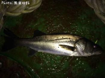 ��Х�������Х���