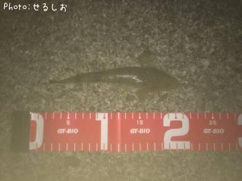 ¥Á¥Ó¥Þ¥´¥Á