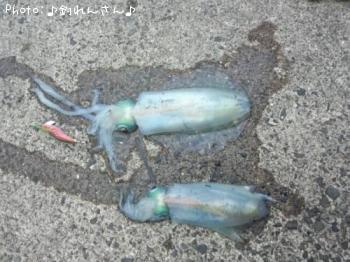 �屨±