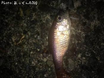 ¥Í¥ó¥Ö¥Ä¥À¥¤