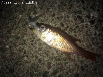 ¥Í¥ó¥Ö¥Ä¥À¥¤