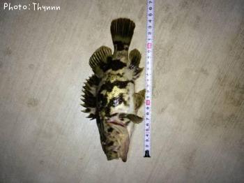 �٥å�������