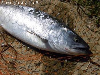 ������ޥ�