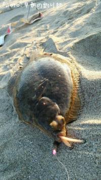 �ޥ����쥤