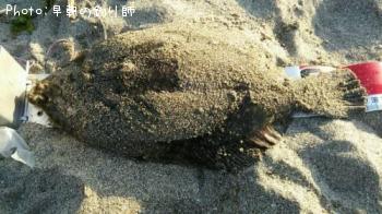 �ޥ����쥤