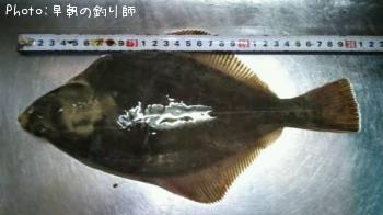 �������쥤