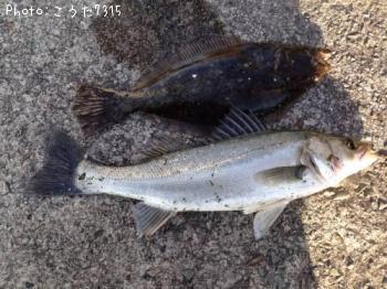 �����Х��ȥҥ��