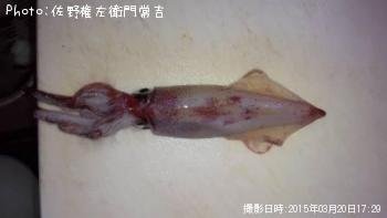 ���󥵥�����