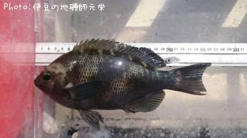 �����᥸��