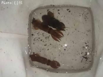 ¥Ò¥¤¥«¡¢¥ß¥ß¥¤¥«