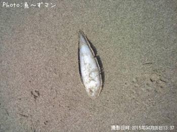 ¥·¥¿¥Ó¥é¥á