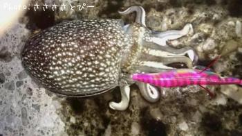 ¥·¥ê¥ä¥±¥¤¥«