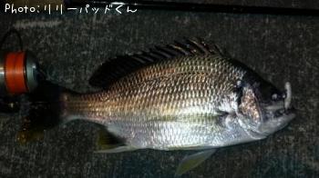 ²«¿§¤¤¿¬Èø¤Î¤¤¤Ö¤·¶ä