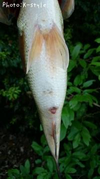 �֥�å��Х�