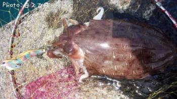 ¥«¥ß¥Ê¥ê¥¤¥«