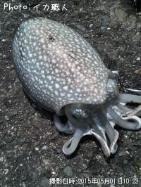 ����䥱����