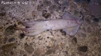 ����ᥤ��