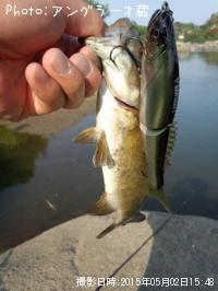 ���⡼��ޥ����Х�