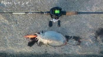 ����䥱����