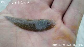 ¥¨¥¤¡õÀåÊ¿ÌÜ