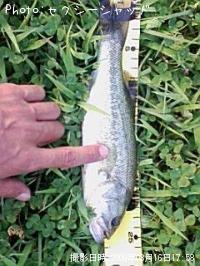 �֥�å��Х�