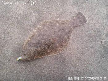 ¥Ò¥é¥á¡Ê¥½¥²¡Ë