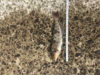 �����ʥ�