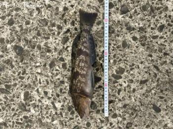 �����ʥ�