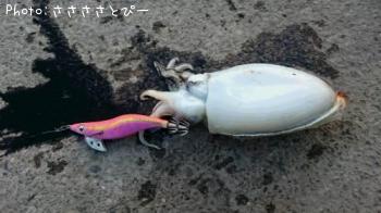 ¥·¥ê¥ä¥±¥¤¥«
