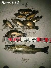 ��Х롢�����Х�