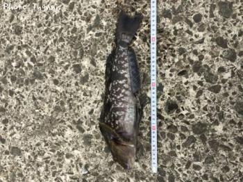 �����ʥ�