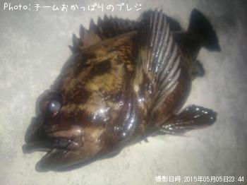 ¥ª¥¦¥´¥ó¥à¥é¥½¥¤