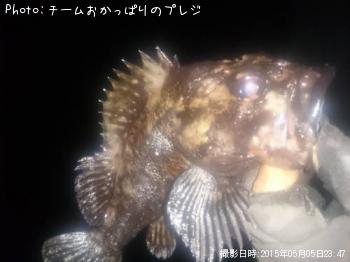 ¥ª¥¦¥´¥ó¥à¥é¥½¥¤