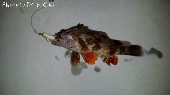 ¥è¥í¥¤¥á¥Ð¥ë