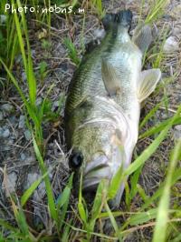 �֥�å��Х�